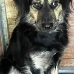 Pies do adopcji, Orzechowce, 12 sierpnia 2025