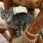 Kot do adopcji, Włocławek, 13 sierpnia 2025