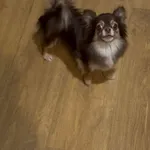 Zaginął pies, Katowice, 13 sierpnia 2025