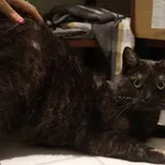 Znaleziono kota, Łódź, 13 sierpnia 2025