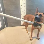 Znaleziono psa, Chełmek, 13 sierpnia 2025