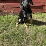 Znaleziono psa, Czartki, 14 sierpnia 2025