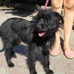 Znaleziono psa, Toruń, 13 sierpnia 2025