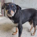 Znaleziono psa, Nowa Krępa, 8 sierpnia 2025