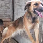 Liwaga to suka przywieziona w dniu 31.07.25r z terenu gm. Troszyn średniej wielkości, bardzo młoda, kontaktowa, wesoła, miła