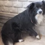 Znaleziono psa, Nowa Krępa, 8 sierpnia 2025