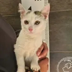 Znaleziono kota, Chełmek, 14 sierpnia 2025