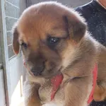 Znaleziono psa, Nowa Krępa, 26 lipca 2025