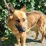 Znaleziono psa, Siedlce, 14 sierpnia 2025