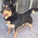 Sorgo to pies przywieziony w dniu 05.08.25r z terenu gm. Trojanów, średni, kontaktowy, wesoły