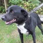 Znaleziono psa, Nowa Krępa, 26 lipca 2025