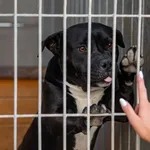 Pies do adopcji, Racławice, 10 sierpnia 2025