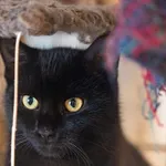 Kot do adopcji, Racławice, 10 sierpnia 2025