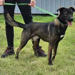 Znaleziono psa, Lublin, 13 sierpnia 2025