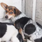 Lola to suka przywieziona w dniu 25.07.25r z terenu gm. Żelechów, nieduża, niewysoka, zdystansowana do obcych