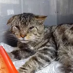 Znaleziono kota, Gdańsk, 14 sierpnia 2025