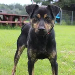 Pies do adopcji, Grudziądz, 8 sierpnia 2025