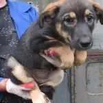 Linka to suczka, szczenię przywieziona w dniu 25.07.25r z terenu gm. Miastków Kościelny, kontaktowa, wesoła