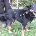 Szynek to pies przywieziony w dniu 04.08.25r z terenu gm. Pilawa, był przywiązany do torów na łańcuchu, uratowany przez maszynistę, piesek jest mały, kontaktowy, miły, uległy