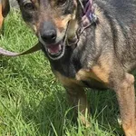 Imię:  Edzia Chip: 616093903060396 Płeć : Samica Wiek:  styczeń 2018 Wielkość:  mała Kastracja/sterylizacja:  Tak Inne Psy:  Akceptuje towarzystwo suczek i psów, Dzieci:  W wieku szkolnym.  Charakter: