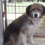 Logo-szurpat to pies przywieziony w dniu 29.07.25r z terenu gm. Trojanów, zdystansowany do obcych osób, średni