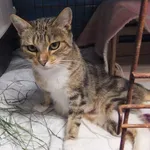 Znaleziono kota, Nowa Krępa, 1 sierpnia 2025