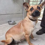 Znaleziono psa, Nowa Krępa, 26 lipca 2025