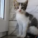 Kot do adopcji, Grudziądz, 12 sierpnia 2025