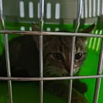 Znaleziono kota, Lublin, 11 sierpnia 2025