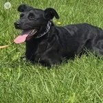 Pies do adopcji, Pieczyska, 15 sierpnia 2025