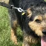 Pies do adopcji, Pieczyska, 15 sierpnia 2025