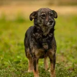 Znaleziono psa, Racławice, 14 sierpnia 2025