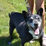 Pies do adopcji, Chełmek, 4 listopada 2023