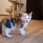 Znaleziono kota, Toruń, 20 lipca 2025