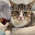 Znaleziono kota, Szczecin, 15 sierpnia 2025