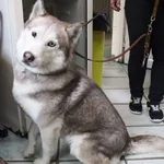 Znaleziono psa, Łódź, 15 sierpnia 2025