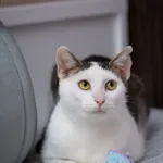 Znaleziono kota, Sosnowiec, 13 sierpnia 2025