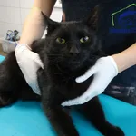 Znaleziono kota, Szczecin, 16 sierpnia 2025