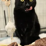 Znaleziono kota, Szczecin, 16 sierpnia 2025