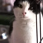 Znaleziono kota, Sosnowiec, 10 sierpnia 2025