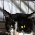 Znaleziono kota, Sosnowiec, 14 sierpnia 2025