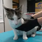 Znaleziono kota, Szczecin, 14 sierpnia 2025