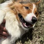 Pies do adopcji, Kraków, 3 sierpnia 2025