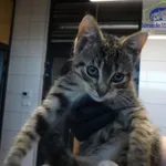 Kot do adopcji, Szczecin, 17 sierpnia 2025