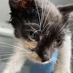 Znaleziono kota, Lublin, 16 sierpnia 2025