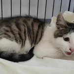 Znaleziono kota, Toruń, 16 sierpnia 2025