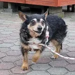 Znaleziono psa, Toruń, 13 sierpnia 2025