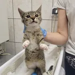 Znaleziono kota, Toruń, 16 sierpnia 2025