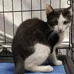 Znaleziono kota, Toruń, 16 sierpnia 2025