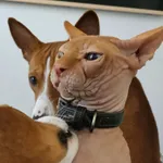 Znaleziono kota, Janów, 18 sierpnia 2025